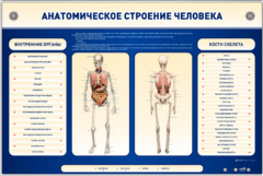 Электрифицированный стенд-тренажер c макетом скелета "Анатомическое строение человека" - fgospostavki.ru - Верхняя Пышма