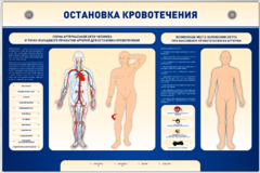 Электрифицированный стенд-тренажер "Остановка кровотечения" - fgospostavki.ru - Верхняя Пышма