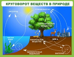 Стенд "Круговорот веществ" - fgospostavki.ru - Верхняя Пышма
