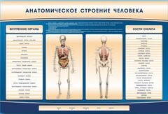Электрифицированный стенд-тренажер c макетом скелета "Анатомическое строение человека" - fgospostavki.ru - Верхняя Пышма