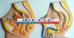 Модель барельефная "Таз мужской и таз женский" - fgospostavki.ru - Верхняя Пышма