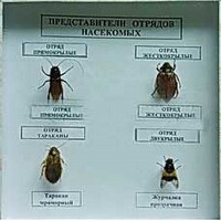 Коллекция энтомологическая "Представители отряда насекомых" - fgospostavki.ru - Верхняя Пышма