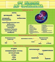Стенд "От клетки до организма" - fgospostavki.ru - Верхняя Пышма