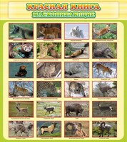Стенд "Красная книга - млекопитающие" - fgospostavki.ru - Верхняя Пышма