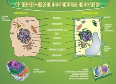 Стенд "Строение животной и растительной клеток" - fgospostavki.ru - Верхняя Пышма