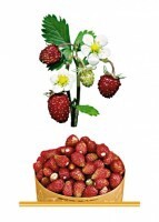 Комплект карточек "Запоминай, играй, считай" - Ягоды - fgospostavki.ru - Верхняя Пышма