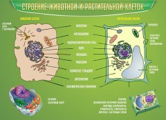  Биология - fgospostavki.ru - Верхняя Пышма