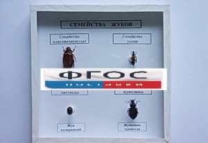 Коллекция "Семейство жуков" - fgospostavki.ru - Верхняя Пышма