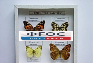 Коллекция "Семейство бабочек" - fgospostavki.ru - Верхняя Пышма