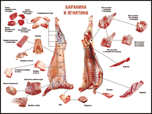 Таблица "Правила разделки мясных туш. Баранина и ягнятина" (100х140 сантиметров, винил) - fgospostavki.ru - Верхняя Пышма