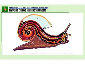 Рельефная таблица "Внутреннее строение брюхоногого моллюска" (формат А1, матовое ламинирование) - fgospostavki.ru - Верхняя Пышма