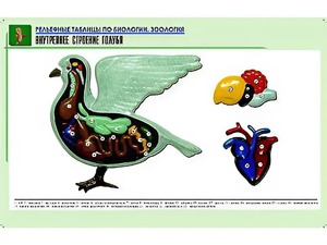 Рельефная таблица "Внутреннее строение голубя" (формат А1, матовое ламинирование) - fgospostavki.ru - Верхняя Пышма