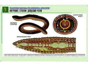 Рельефная таблица "Внутреннее строение дождевого червя" (формат А1, матовое ламинирование) - fgospostavki.ru - Верхняя Пышма