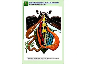 Рельефная таблица "Внутреннее строение жука" (формат А1, матовое ламинирование) - fgospostavki.ru - Верхняя Пышма
