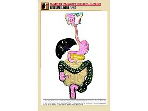 Рельефная таблица "Пищеварительный тракт" (формат А1, матовое ламинирование) - fgospostavki.ru - Верхняя Пышма