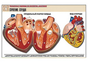 Рельефная таблица "Строение сердца" (формат А1, матовое ламинирование) - fgospostavki.ru - Верхняя Пышма