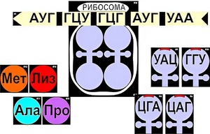 Модель-аппликация "Биосинтез белка" (ламинированная) - fgospostavki.ru - Верхняя Пышма