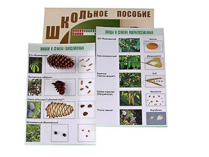 Коллекция "Шишки, плоды, семена деревьев и кустарников" - fgospostavki.ru - Верхняя Пышма