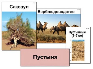 Модель-аппликация "Природные зоны России" (ламинированная) - fgospostavki.ru - Верхняя Пышма