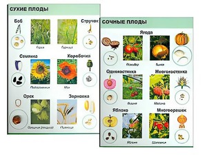 Коллекция "Семена и плоды" - fgospostavki.ru - Верхняя Пышма