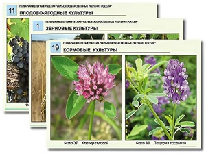 Гербарий фотографический "Сельскохозяйственные растения России" - fgospostavki.ru - Верхняя Пышма