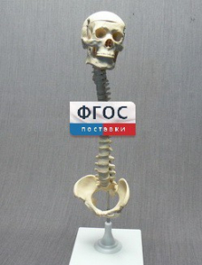 Модель "Позвоночник с черепом и тазом" - fgospostavki.ru - Верхняя Пышма