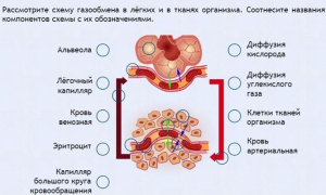 Интерактивные курсы. Биология 9 класс. Расширенный. - fgospostavki.ru - Верхняя Пышма