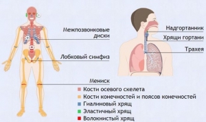 Интерактивные курсы. Биология 9 класс. Базовый. - fgospostavki.ru - Верхняя Пышма