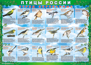 Комплект таблиц "Птицы России (4 листа)" (100х140 сантиметров, винил) - fgospostavki.ru - Верхняя Пышма