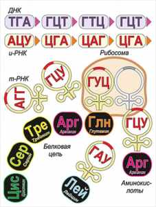 Модель-аппликация Биосинтез белка - fgospostavki.ru - Верхняя Пышма