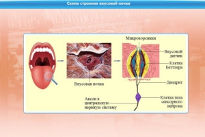 Интерактивные курсы. Биология 10 класс. Базовый. - fgospostavki.ru - Верхняя Пышма