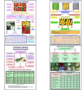 Плакаты ПРОФТЕХ "Классификация овощей" (11 пл, винил, 70х100) - fgospostavki.ru - Верхняя Пышма