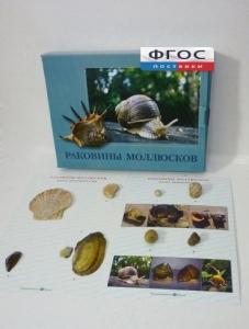Коллекция "Раковины моллюсков" - fgospostavki.ru - Верхняя Пышма