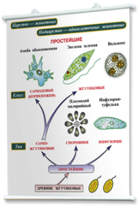 Плакаты по биологии для оформления кабинета. - fgospostavki.ru - Верхняя Пышма
