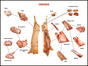 Таблица "Правила разделки мясных туш. Свинина" (100х140 сантиметров. винил) - fgospostavki.ru - Верхняя Пышма