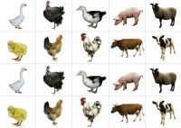 Комплект карточек "Запоминай, играй, считай" - Домашние животные - fgospostavki.ru - Верхняя Пышма