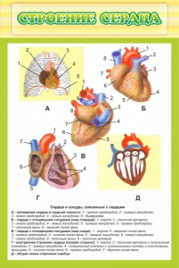 Стенд "Строение сердца" - fgospostavki.ru - Верхняя Пышма