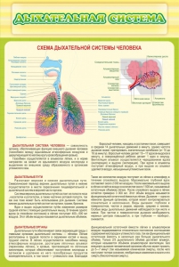 Стенд "Дыхательная система" - fgospostavki.ru - Верхняя Пышма