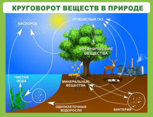 Стенд "Круговорот веществ" - fgospostavki.ru - Верхняя Пышма