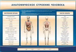 Электрифицированный стенд-тренажер c макетом скелета "Анатомическое строение человека" - fgospostavki.ru - Верхняя Пышма