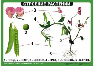 Комплект таблиц "Ознакомление с окружающим миром 1-4 класс" - fgospostavki.ru - Верхняя Пышма