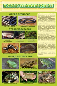 Стенд "Класс земноводные" - fgospostavki.ru - Верхняя Пышма