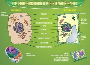Стенд "Строение животной и растительной клеток" - fgospostavki.ru - Верхняя Пышма
