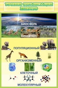 Стенд "Уровни организации живого" - fgospostavki.ru - Верхняя Пышма