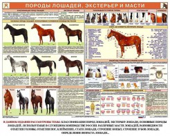 Комплект плакатов "Служебное коневодство" - fgospostavki.ru - Верхняя Пышма