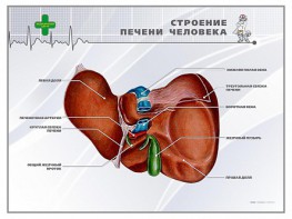 Стенд "Строение печени человека" - fgospostavki.ru - Верхняя Пышма