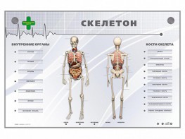 Электрифицированный стенд-тренажер "Скелетон" - fgospostavki.ru - Верхняя Пышма