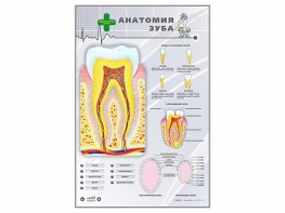 Электрифицированный стенд "Анатомия зуба" - fgospostavki.ru - Верхняя Пышма