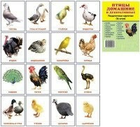 Раздаточные карточки "Птицы домашние и декоративные" - fgospostavki.ru - Верхняя Пышма
