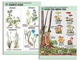 Комплект таблиц "Окружающий мир. Грибы. Растительный мир" (12 таблиц, А1, ламинированные) - fgospostavki.ru - Верхняя Пышма